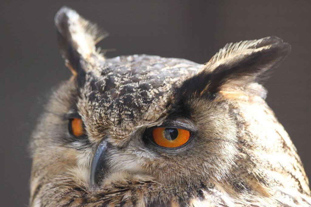 Closeup of a Western Screech Owl