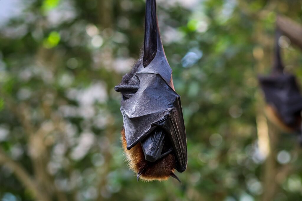 Fruit Bat