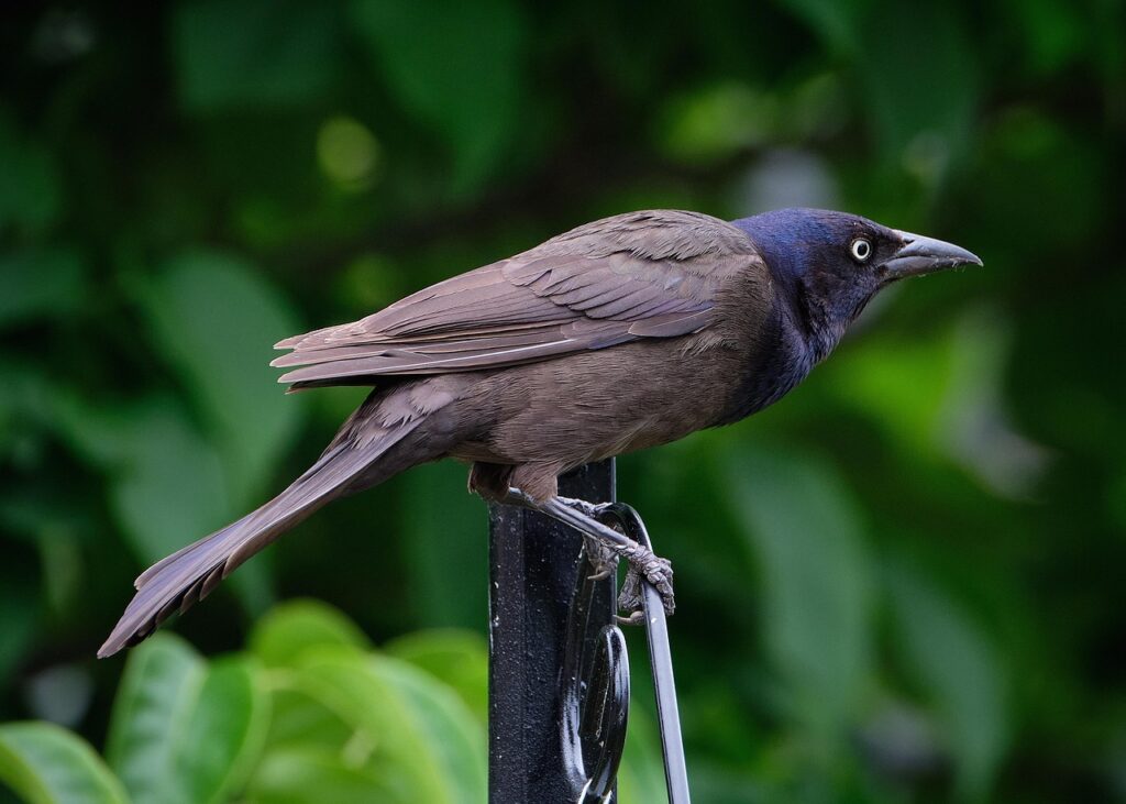 A Common Grackle