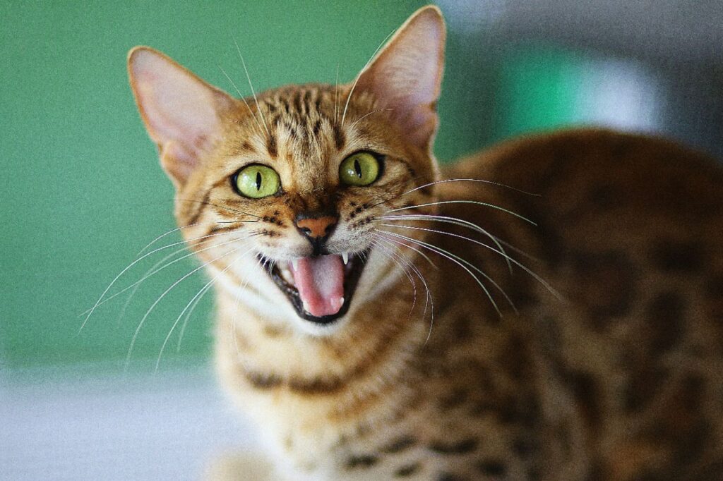 bengal cat meowing