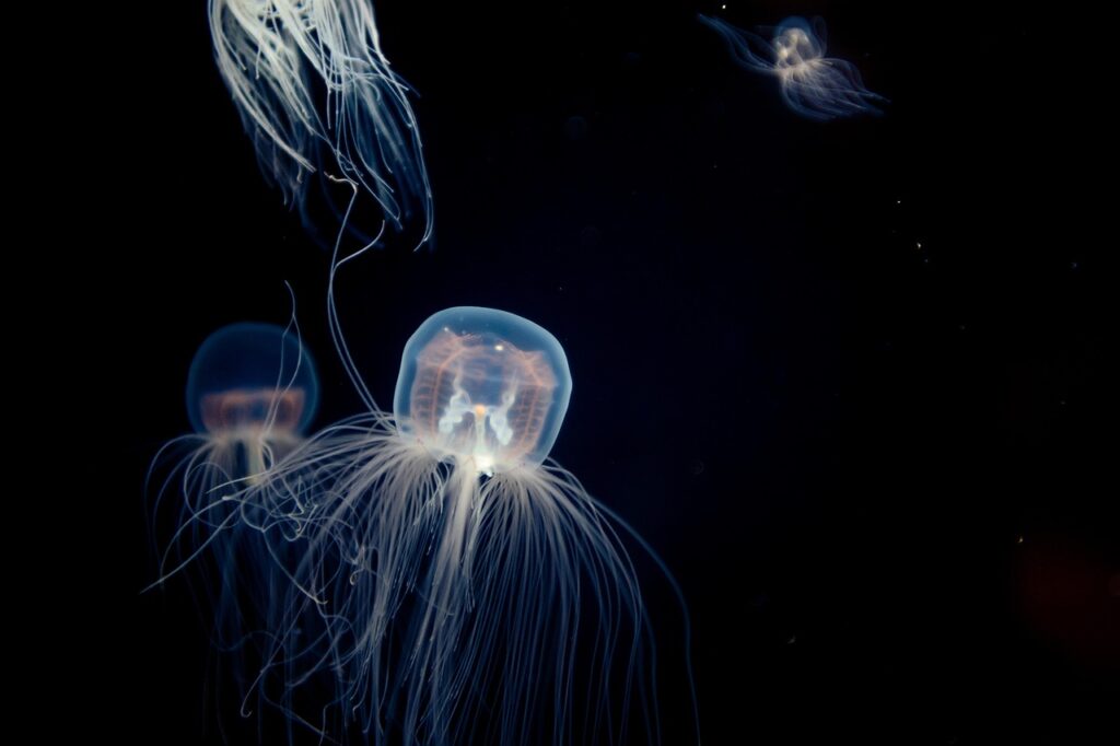 box jellyfish