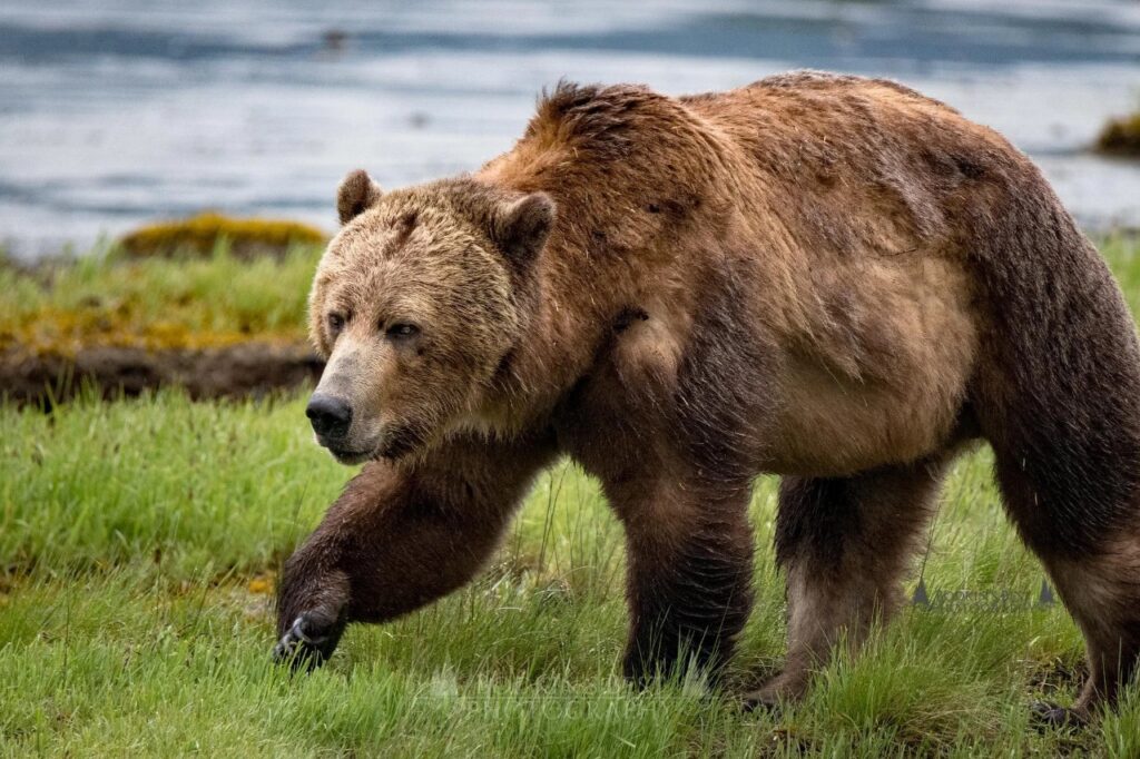 grizzly bear