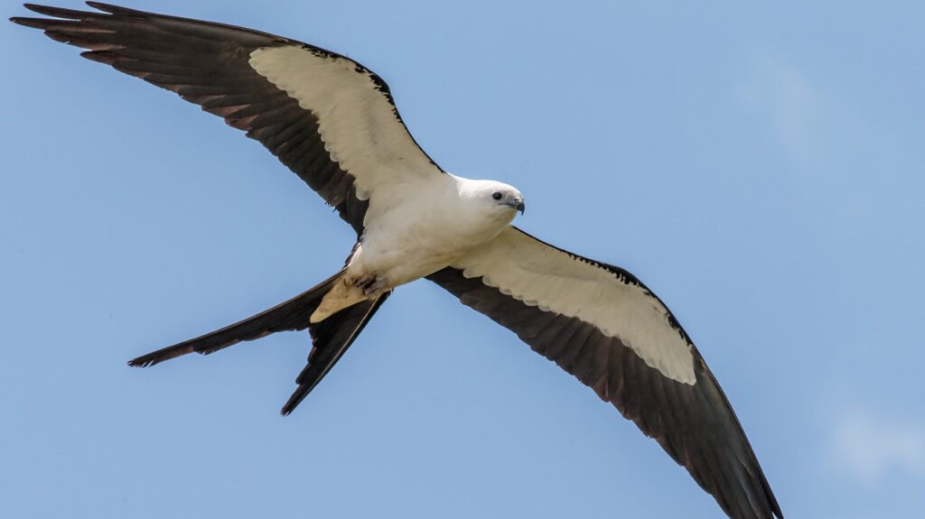 A Swallow-tailed Kite