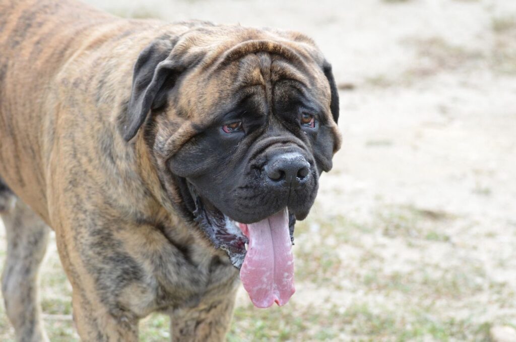 bullmastiff with tongue out