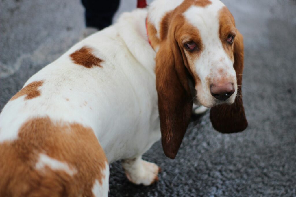 basset hound