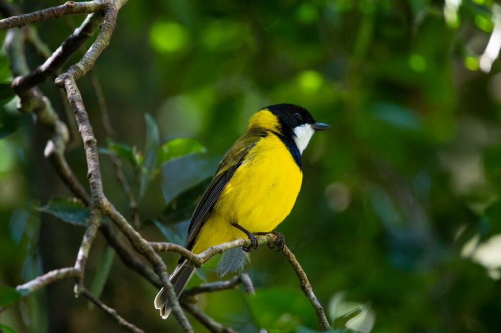 Black And yellow bird