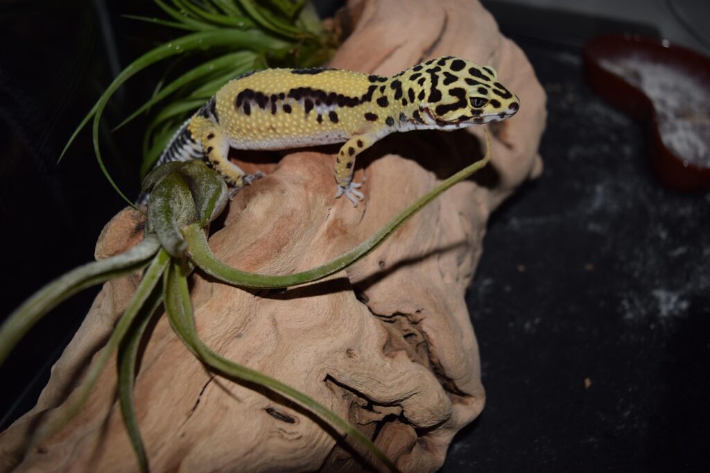 leopard-gecko