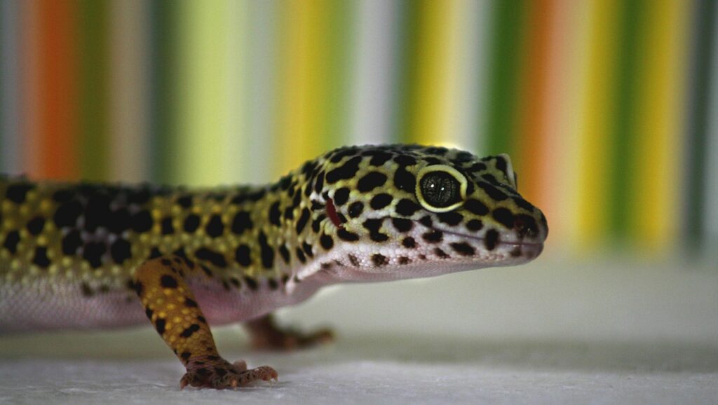 leopard-gecko