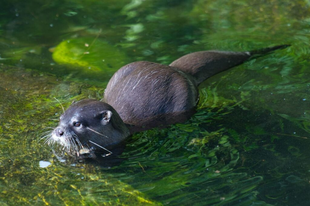 sea otter 