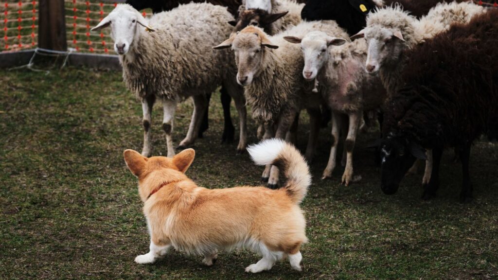 Welsh corgi Pembroke red white color with a long tail grazing sheep. Sports standard for dogs on the presence of herding instinct. A beautiful and intelligent little shepherd dog.