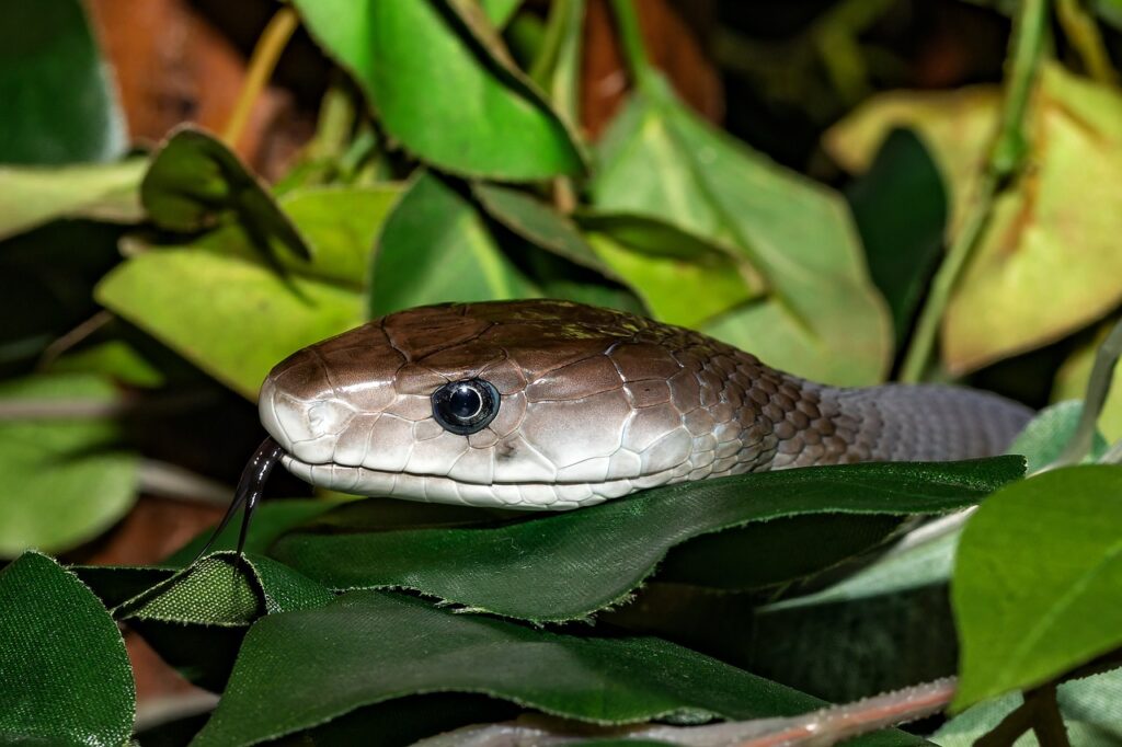 Snake
