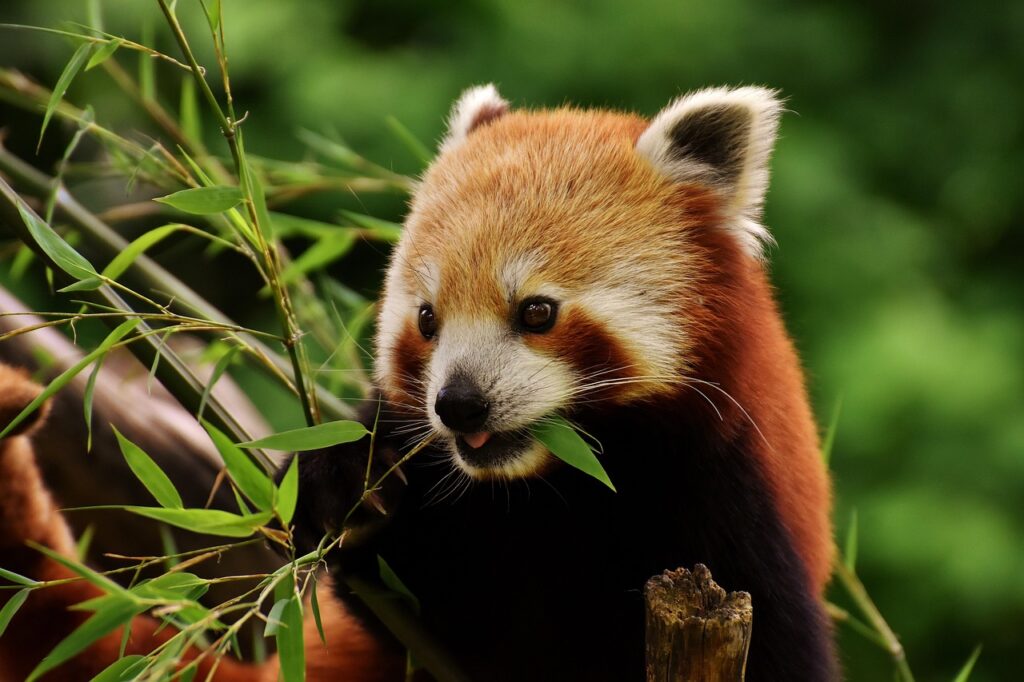 red panda