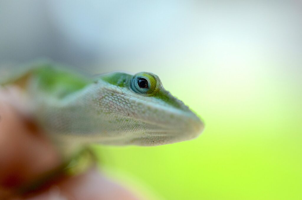 green anole