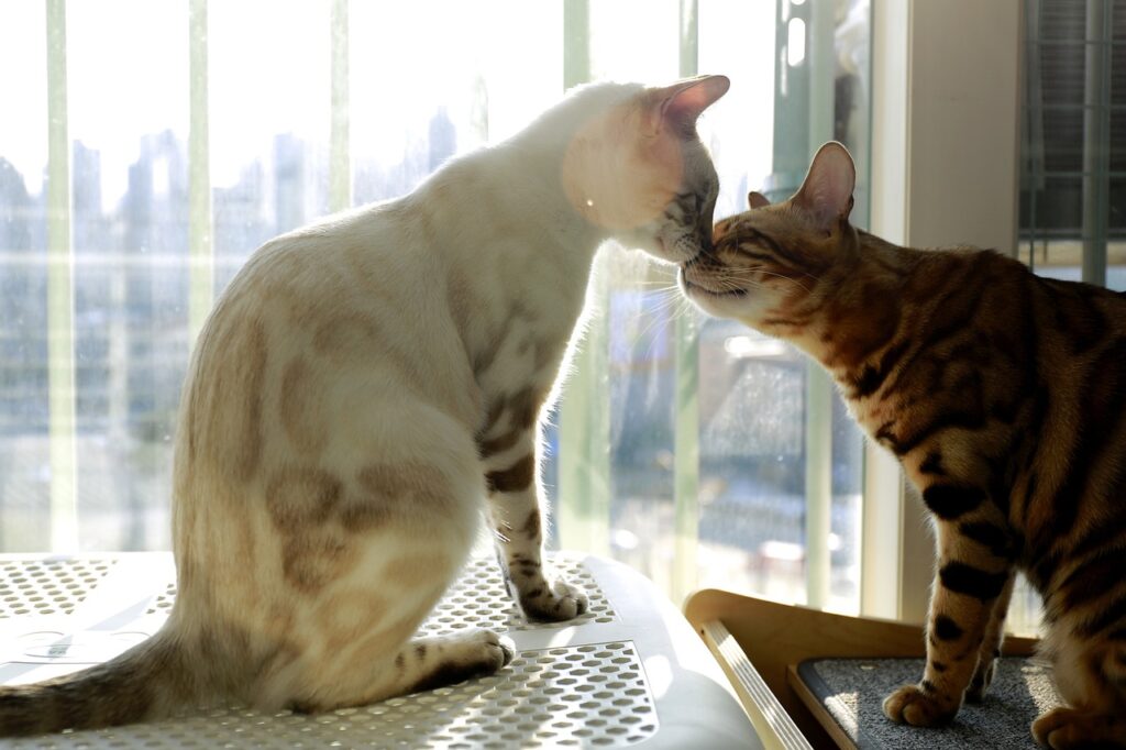 Bengal Cat sunbath