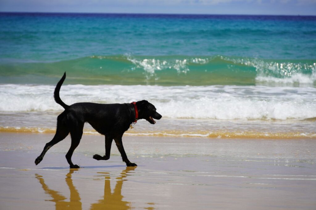 dog walking on the beach
