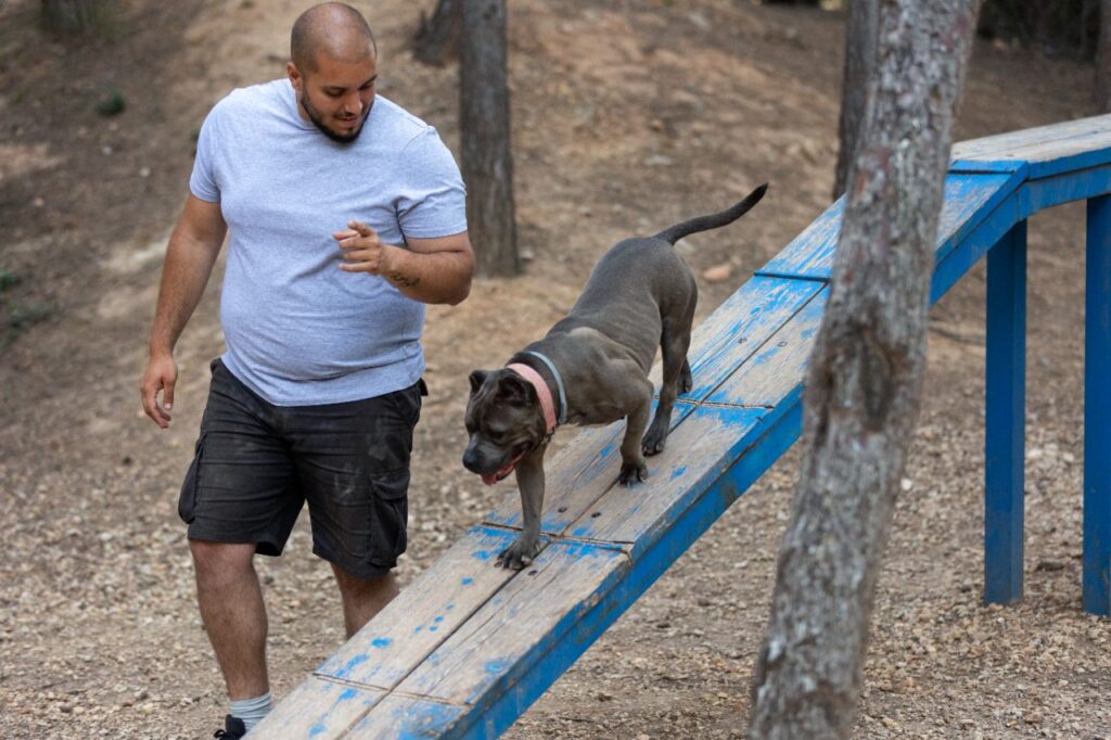 dog stairs training
