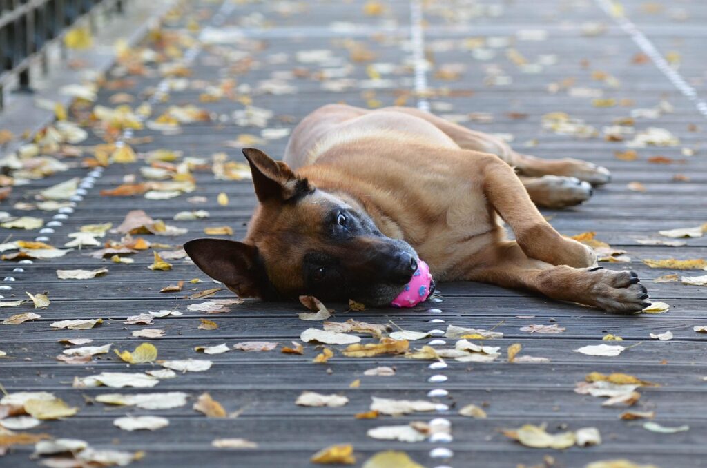 belgian malinois-