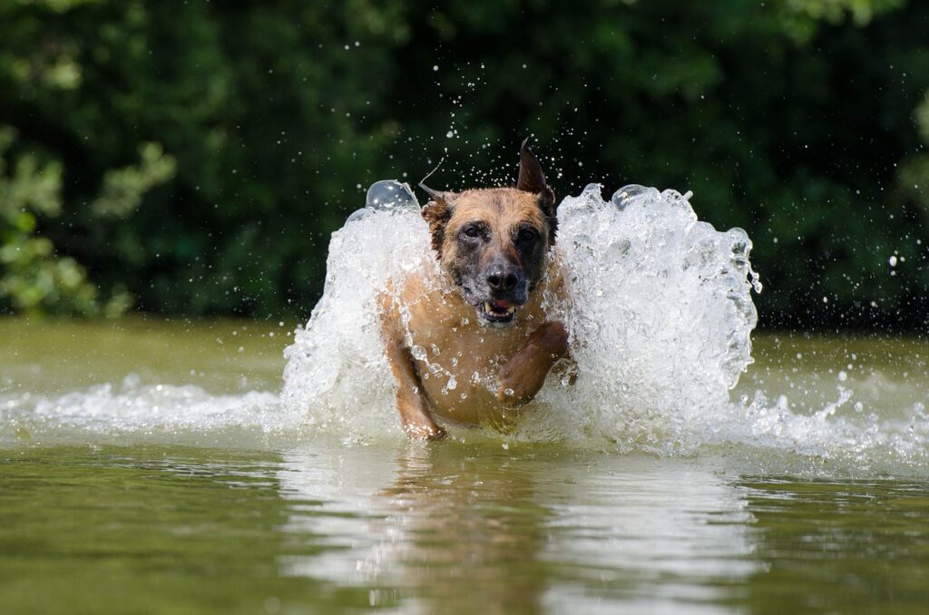 belgian malinois