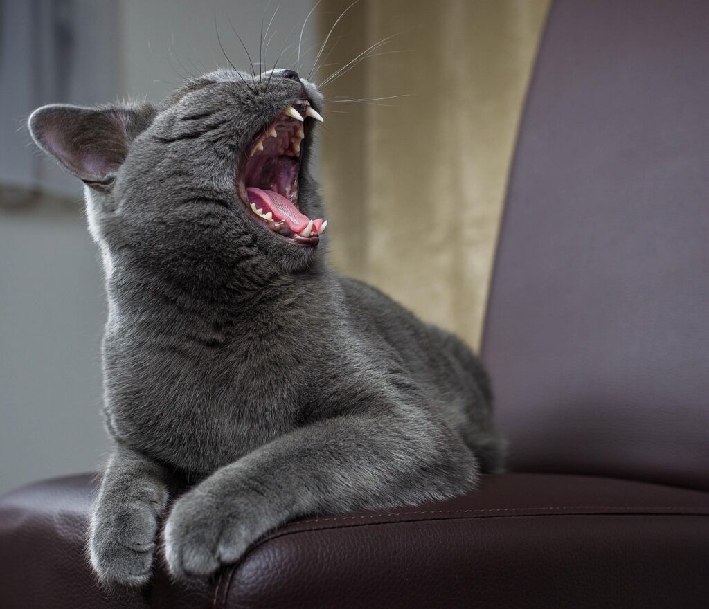 british shorthair