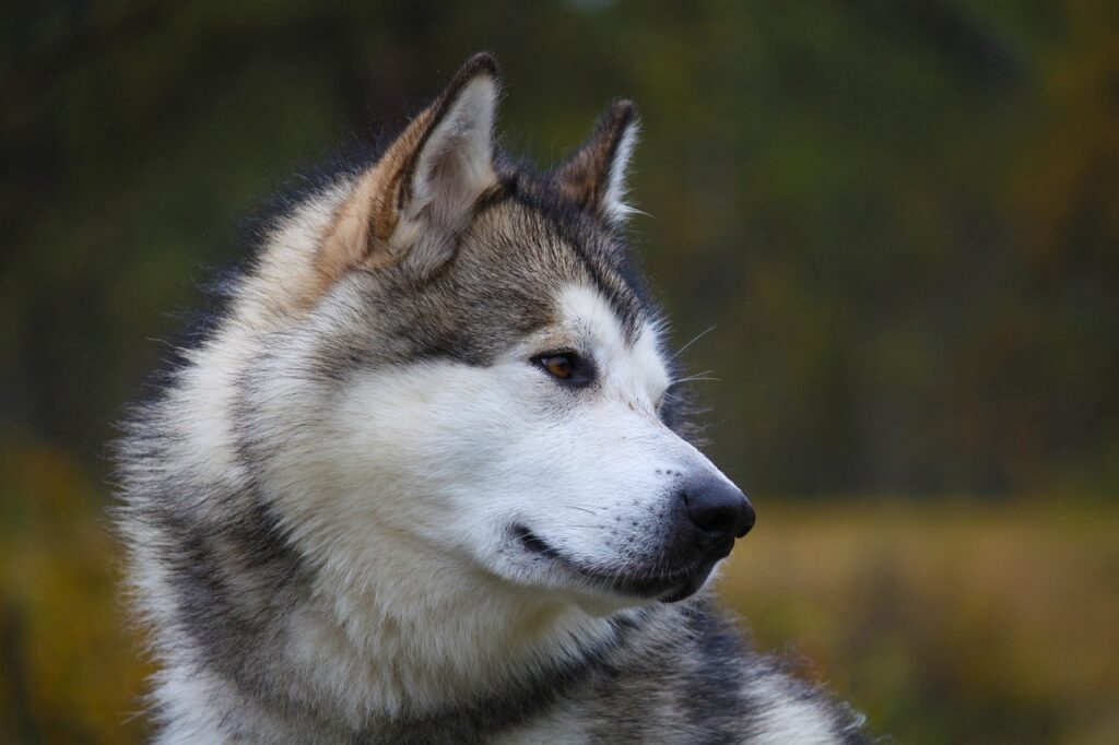 alaskan mamulate