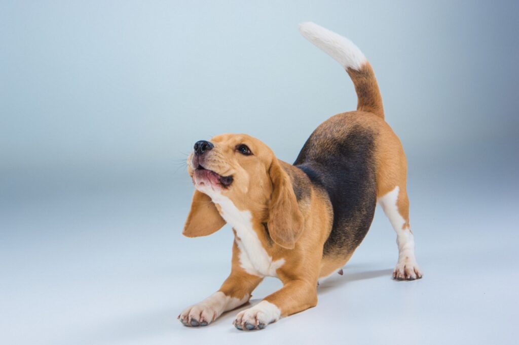 Dog Playing Bow