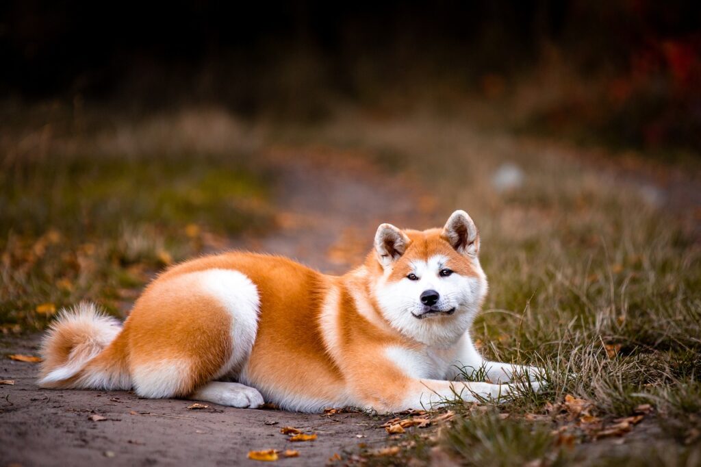 An Akita Inu sitting