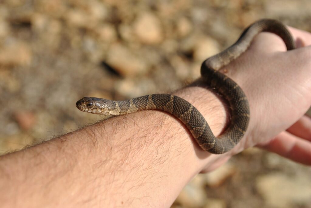 Northern Water Snake
