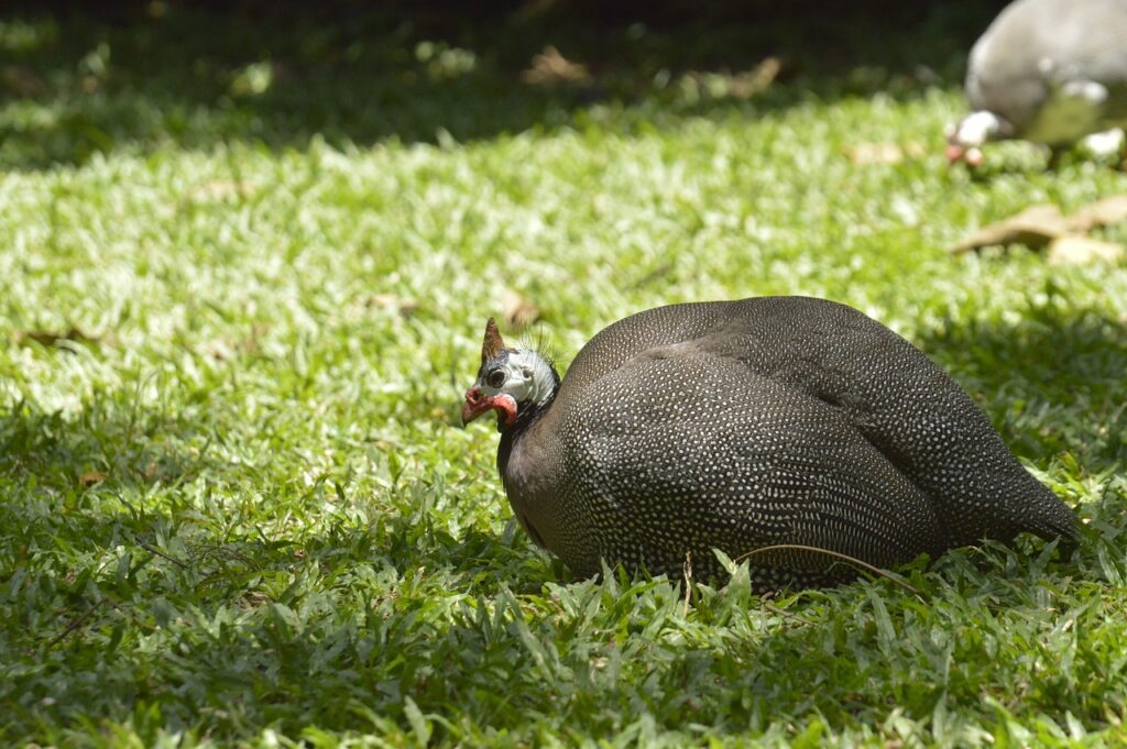 A Guinea Hen