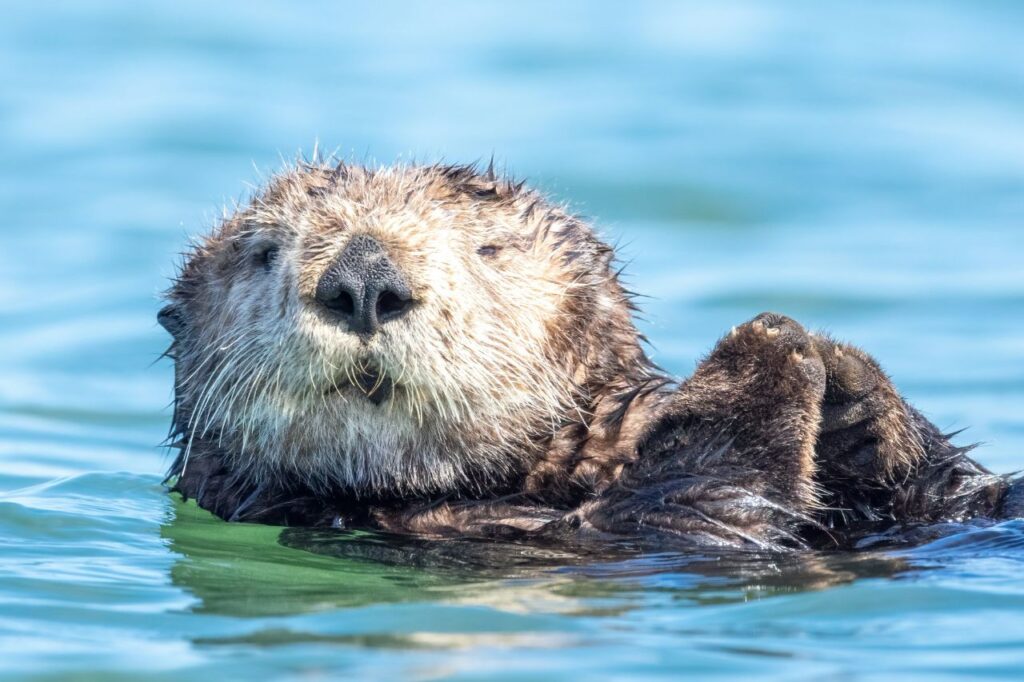 sea otter close up