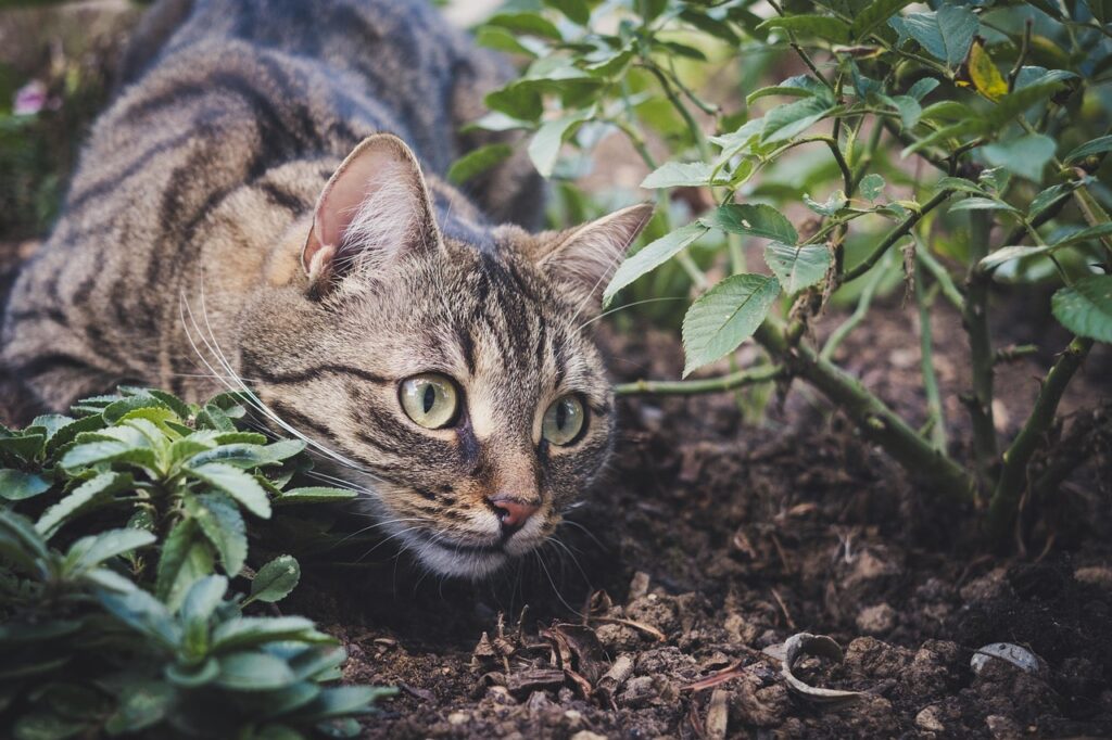 Alert Cat