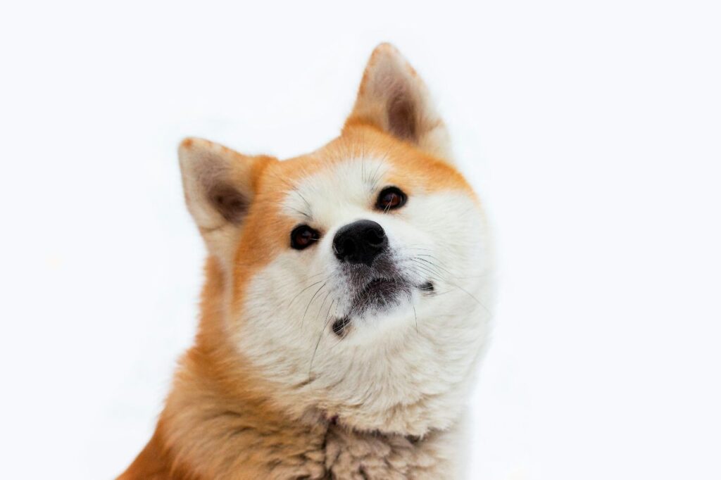 akita inu