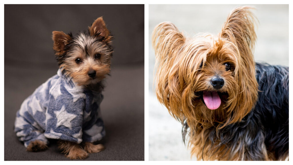 Yorkie puppy vs. Adult