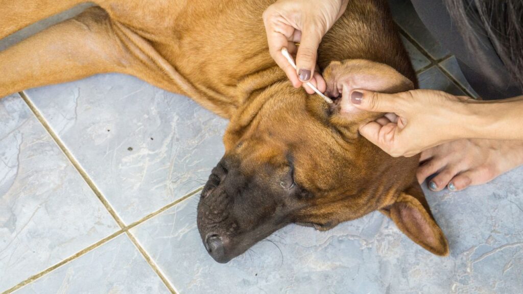Female hand cleaning ear of dog from earwax with cotton swab., Closeup of human hands remove dog adult tick from the ears dog., Dog health care concept.