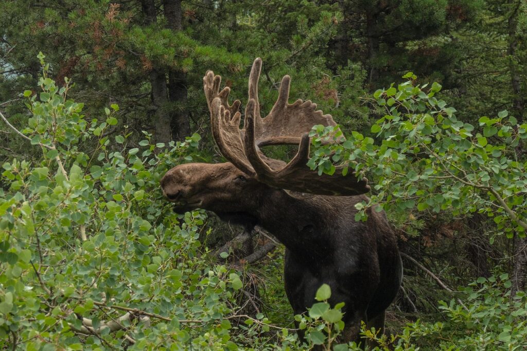 moose