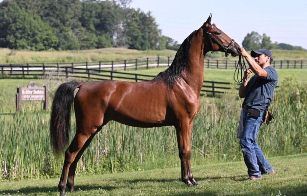 Handler standing beside a tall Morgan horse.