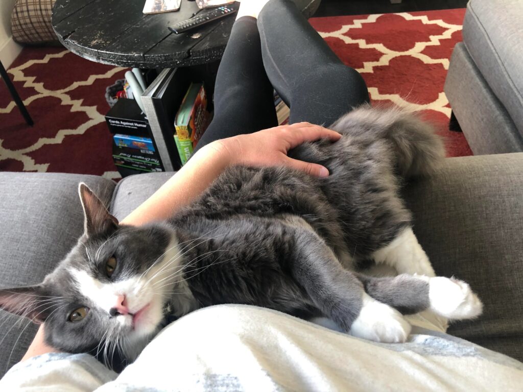 Norwegian forest cat