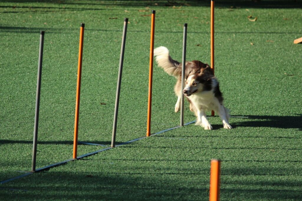 border collie training