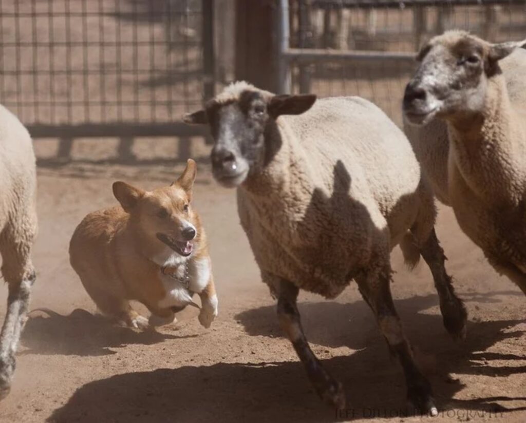 Corgi Sheep Herding
