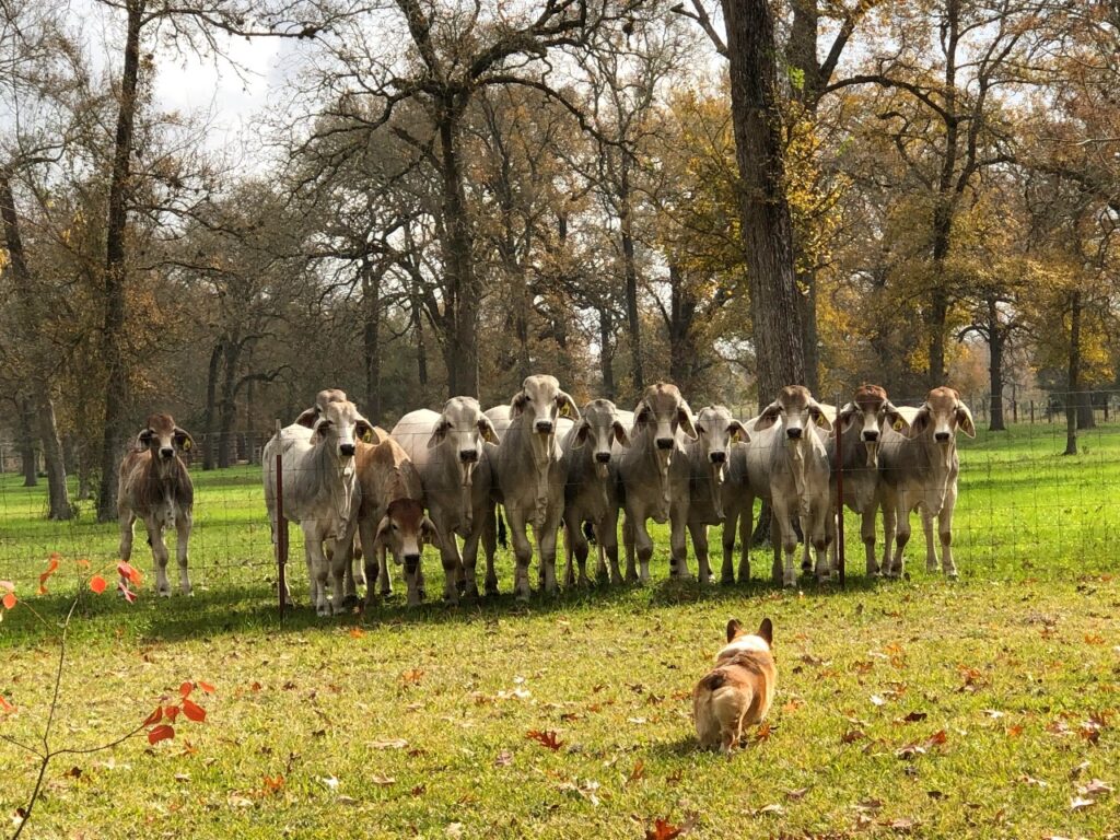 Corgi With Cattle herd