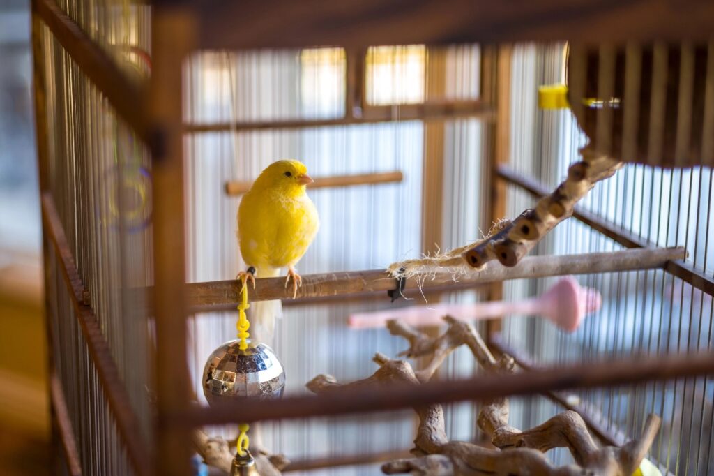 Canary