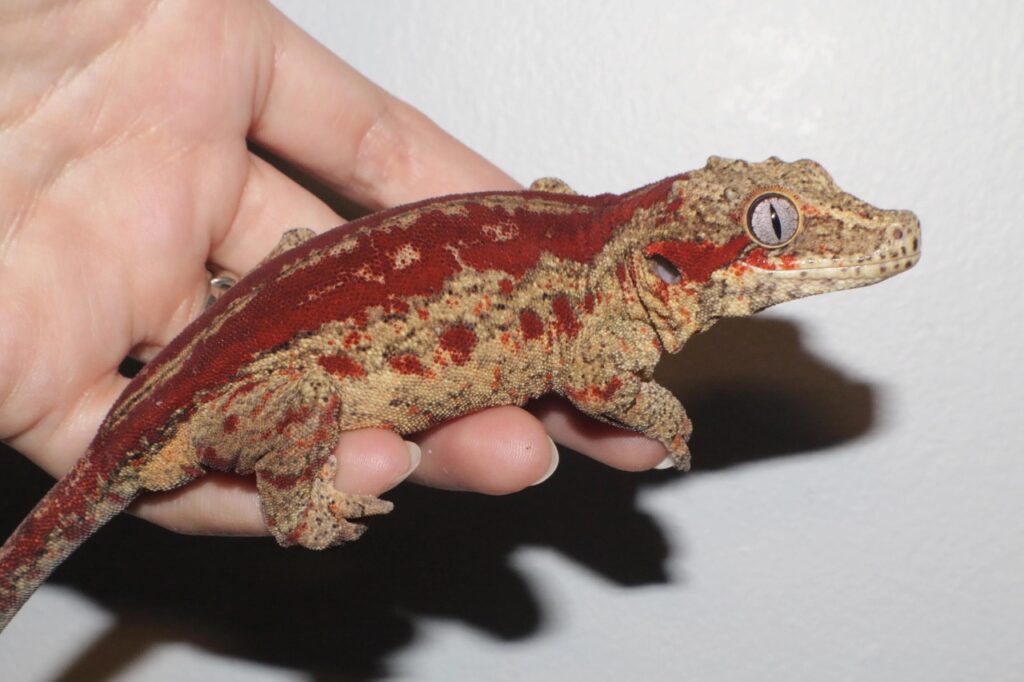 Gargoyle Gecko