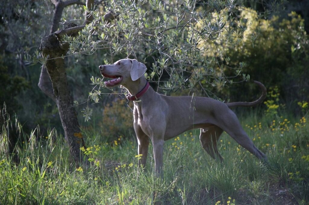 Great dane dog
