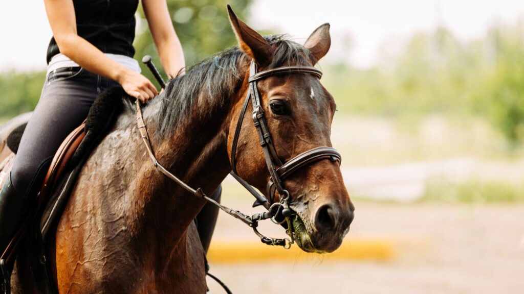 Picture of young pretty girl riding horse