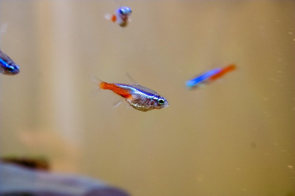 neon tetra