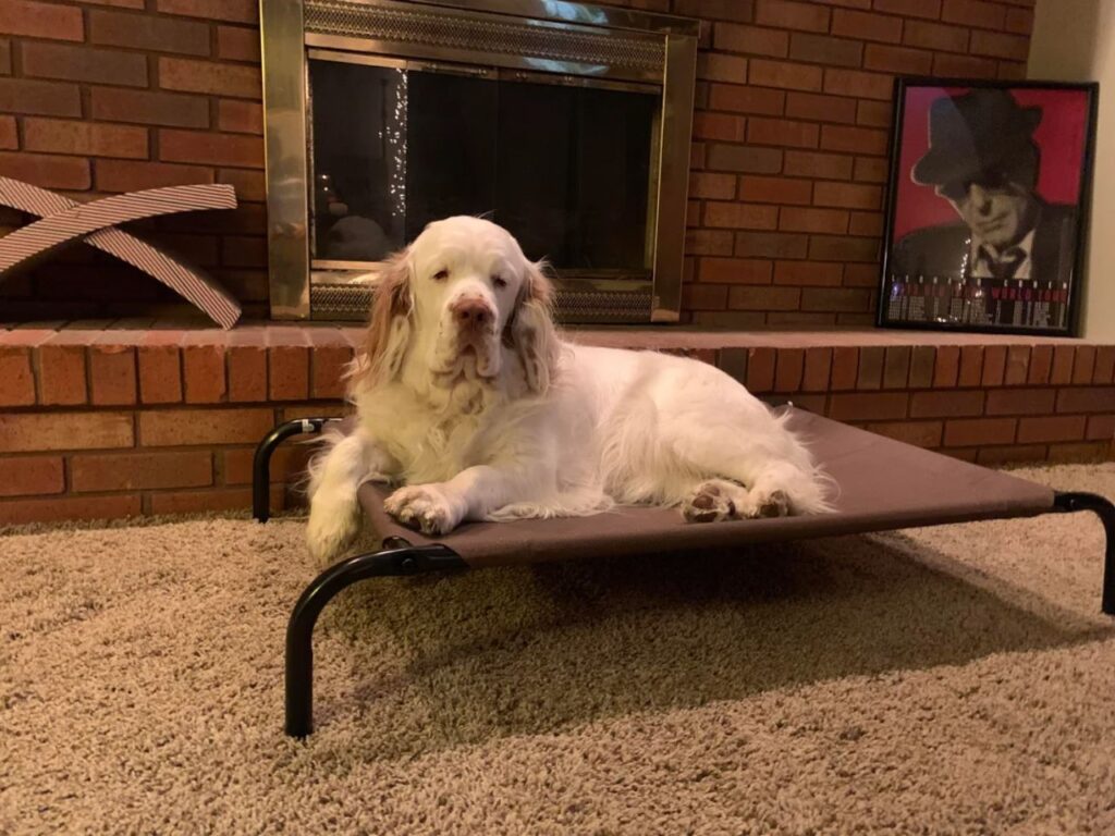 clumber spaniel
