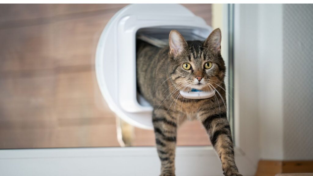 tabby domestic cat coming home entering room through cat flap in window looking ahead wearing gps tracker on collar