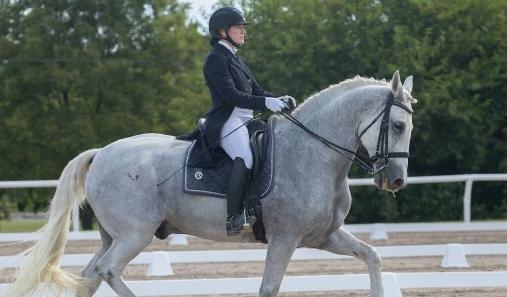 Rider performing dressage on a gray Norman horse