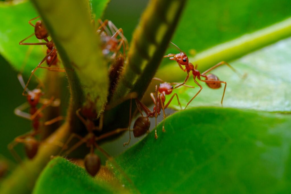 Fire ants