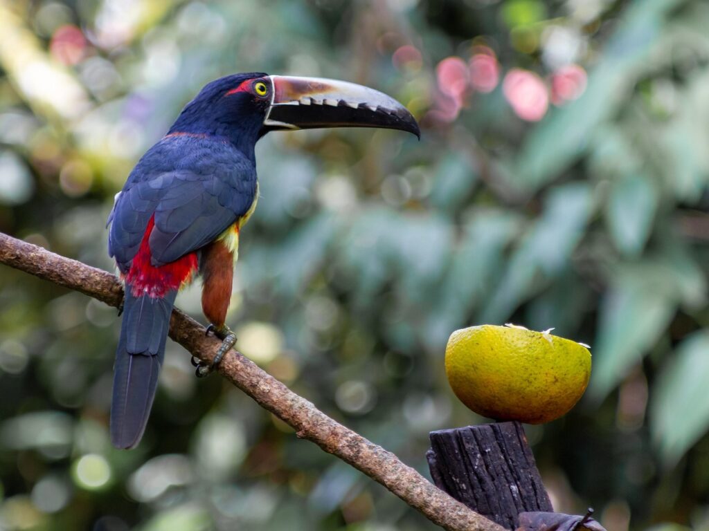 Toucan bird