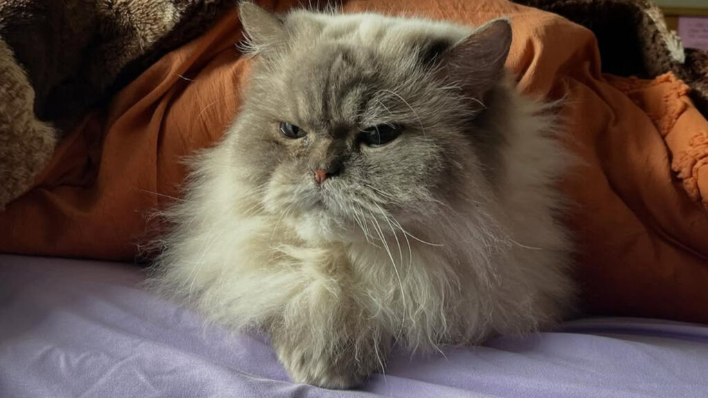 A Himalayan Cat resting